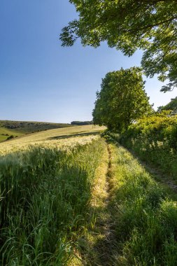 South Downs 'daki Lewes yakınlarında Littledown' da bir patika boyunca bir manzara.