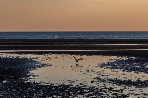 Merseyside Kıyısındaki Formby Sahilinde Kanatları Açık Bir Kuş — Stok fotoğraf