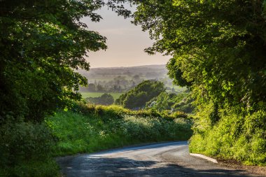 Güneşli bir bahar akşamında ağaçlarla kaplı bir yolda puslu bir manzara.