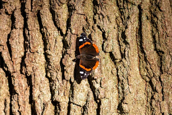 A red admiral butterfly resting on a tree trunk in Sussex