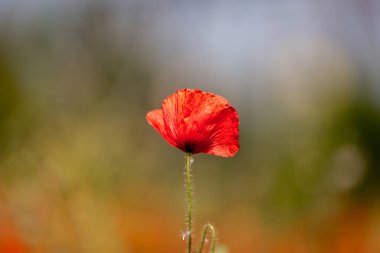 Yaz güneşinde bir gelincik, sığ bir tarlada