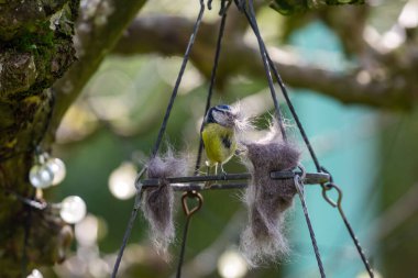 A blue tit with a beakful of cat fur to use for nest building