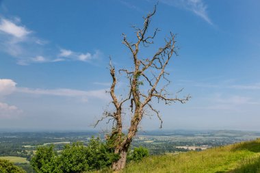 Güneşli bir yaz gününde Chanctonbury Ring 'in kıyısında ölü bir ağaç.