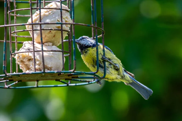Close Cyanistes Caeruleus Commonly Known Blue Tit Perched Garden Bird — стоковое фото