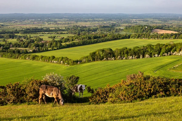 Cows Grazing Firle Beacon Late Spring Evening — Stock Photo, Image