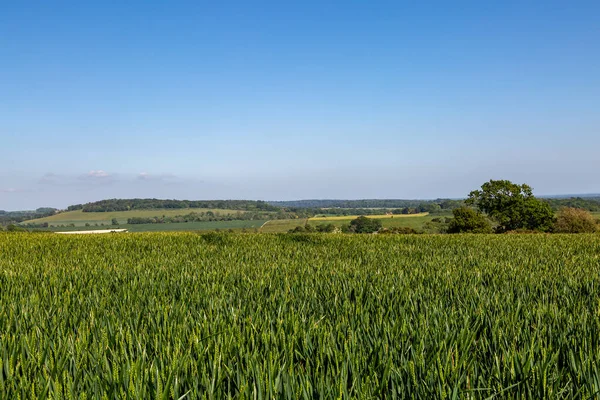 Güneşli Bir Bahar Günü Sussex Kırsalındaki Tahıl Tarlalarına Bakıyorum — Stok fotoğraf
