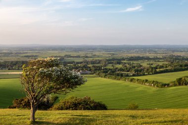 Güney Tepelerindeki Firle Beacon 'da rüzgarlı bir ağaç, sığ bir tarlası var.