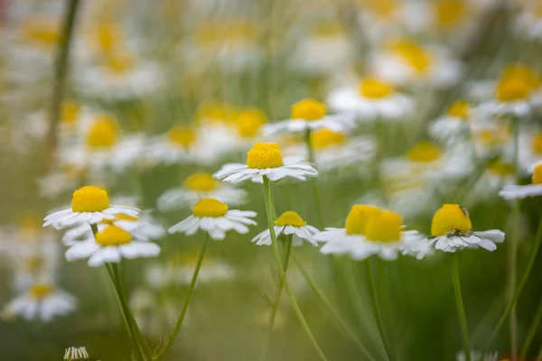 Uma Abundância Flores Camomila Campo Hampshire Com Uma Profundidade Rasa — Fotografia de Stock