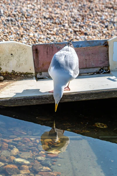 Seagull His Reflection Pool Water Moored Boat Seaford Sussex — Stock Photo, Image
