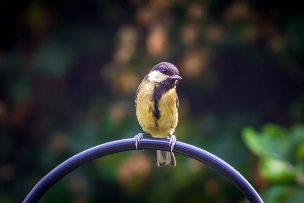 Juvenile Parus Major Commonly Known Great Tit Perched Pole Sussex — Stockfoto