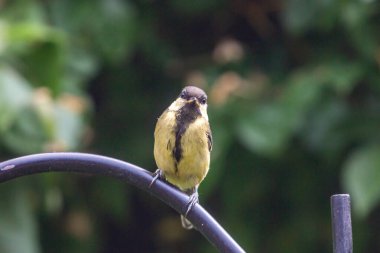 A juvenile Parus Major, commonly known as a Great Tit, perched on a pole in a Sussex garden