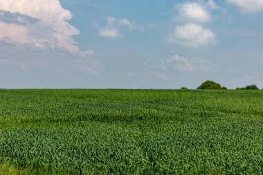 Güneşli bir yaz gününde Hampshire 'da bir çiftlik arazisi manzarası