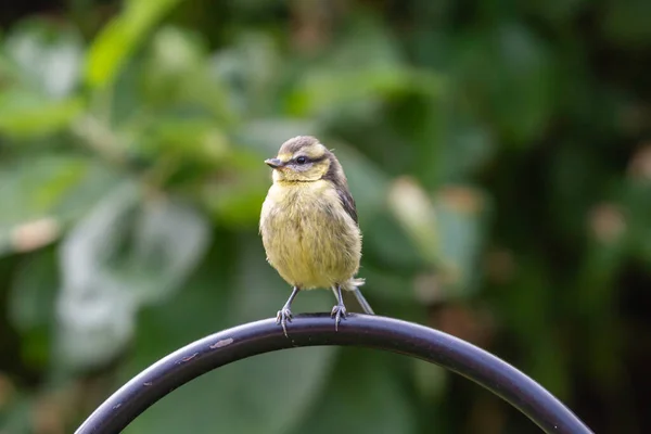 Close Juvenile Cyanistes Caeruleus Commonly Known Blue Tit Sunny Summer — 图库照片