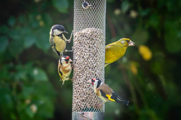 Close Great Tit Greenfinch Goldfinches Eating Bird Seed Feeder Shallow — Foto de Stock