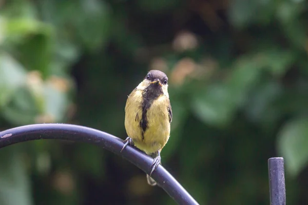 Juvenile Parus Major Commonly Known Great Tit Perched Pole Sussex — Foto Stock