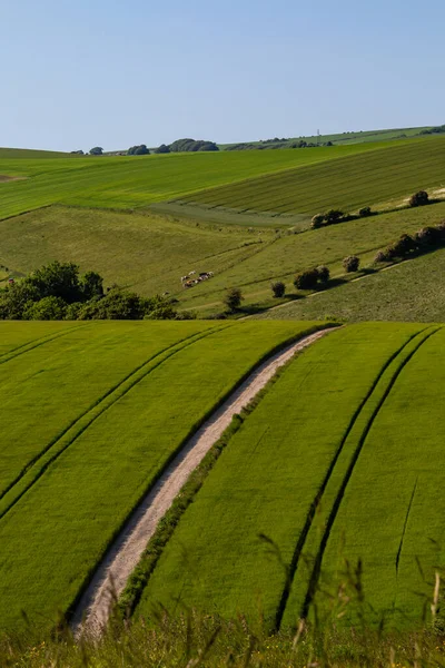 Terres Agricoles Dans Sussex Par Une Journée Été Ensoleillée — Photo