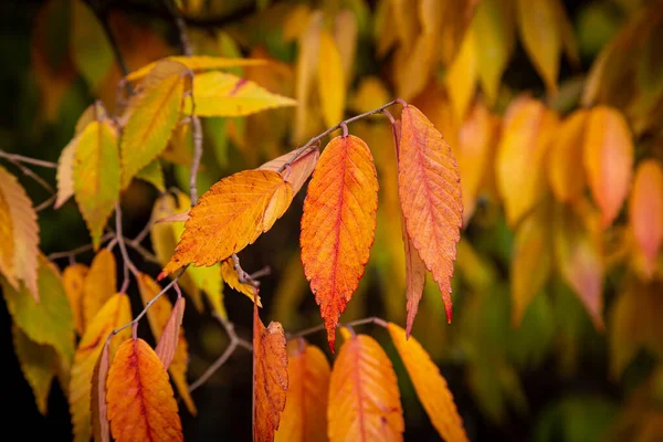 Folhas Coloridas Outono Com Uma Profundidade Campo Rasa — Fotografia de Stock