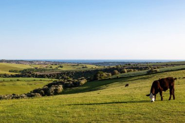 Sussex 'te, güneşli bir yaz gününde çukur kazan bir inek.