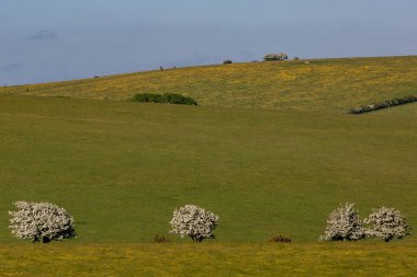 Hawthorn Güney Tepelerindeki Hendek Feneri 'nde çiçek açtı.