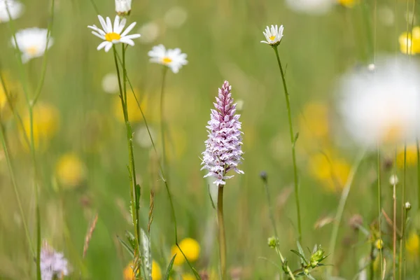 A common spotted orchid and other wildflowers growing in the Sussex countryside on a late spring day