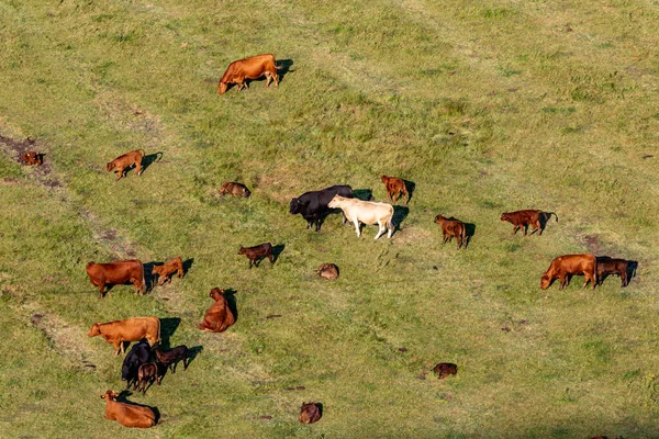 Cows Calves South Downs Sunny Summer Day — Stock Photo, Image
