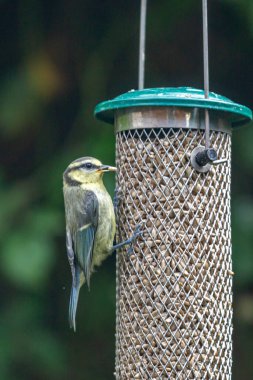 A close up of a blue tit with a sunflower seed in its beak, with a shallow depth of field