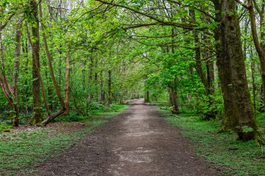 Sussex 'te bir bahar günü ormanlık alanda geniş bir patika.