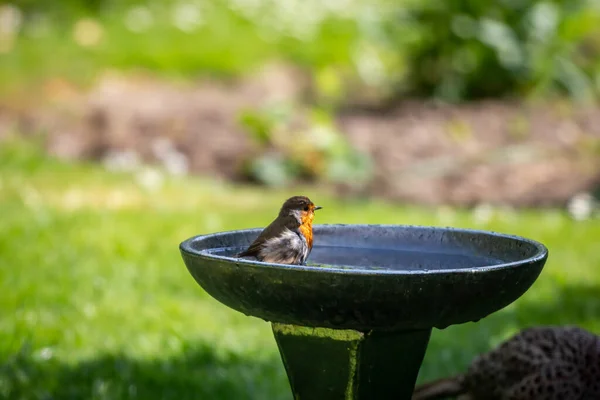 Robin Tomando Banho Banho Pássaro Jardim Sussex — Fotografia de Stock