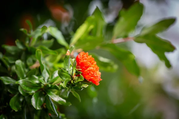 Zbliżenie Kwiatów Krzewie Granatu Płytką Głębią Ostrości — Zdjęcie stockowe