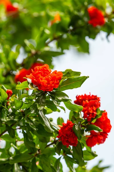 Pretty Vibrant Flowers Pomegranate Shrub Growing Sheltered Spot Southern England — Stock Photo, Image