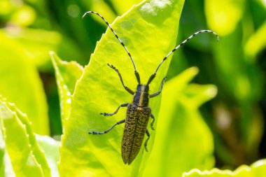 Sussex bahçesindeki yaprağın üzerindeki altın çiçekli gri uzun boynuzlu böcek.