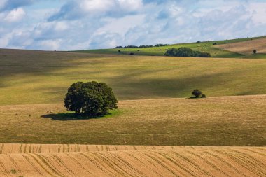 Güneşli bir yaz gününde süzülen Sussex manzarasına bakıyorum.