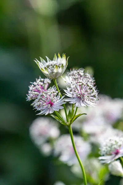 Ładne Kwiaty Astrantia Letnim Słońcu — Zdjęcie stockowe