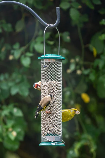 Greenfinch Goldfinch Posados Comedero Aves Jardín Con Una Profundidad Campo — Foto de Stock