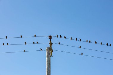 Bir yaz günü telgraf direğine tünemiş sığırcıklara bakıyorum.