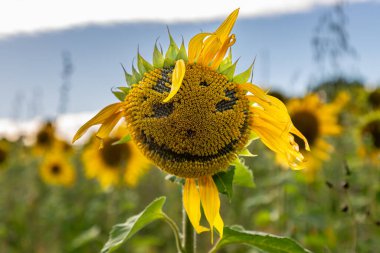 A face in a sunflower, with a shallow depth of field clipart