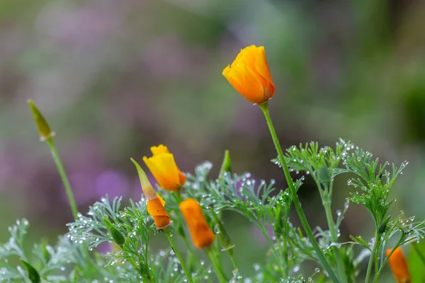 California Poppy Kwiaty Deszczu Płytkiej Głębokości Pola — Zdjęcie stockowe