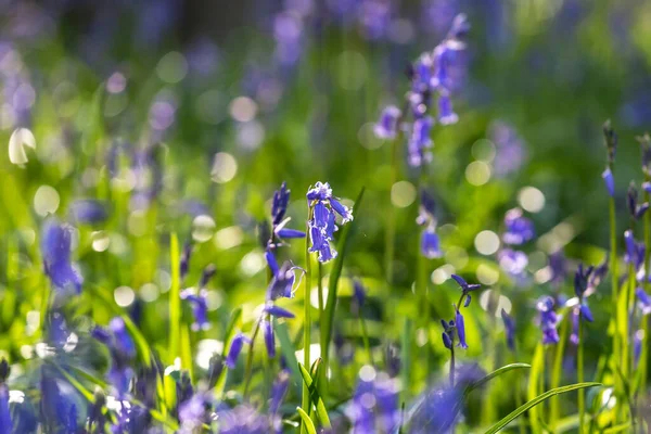 Stock image Pretty bluebell flowers in the spring sunshine