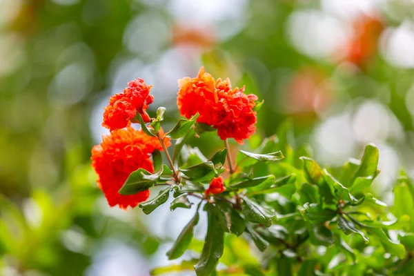Flores Bonitas Vibrantes Arbusto Romã Crescendo Local Protegido Sul Inglaterra — Fotografia de Stock