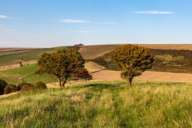 Güneşli bir eylül akşamında, Güney Tepeleri 'nde iki diken arasında uzanan bir patika.