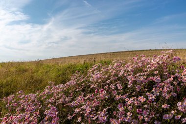 Sussex kırsalında büyüyen güzel pembe şakayık çiçekleri.