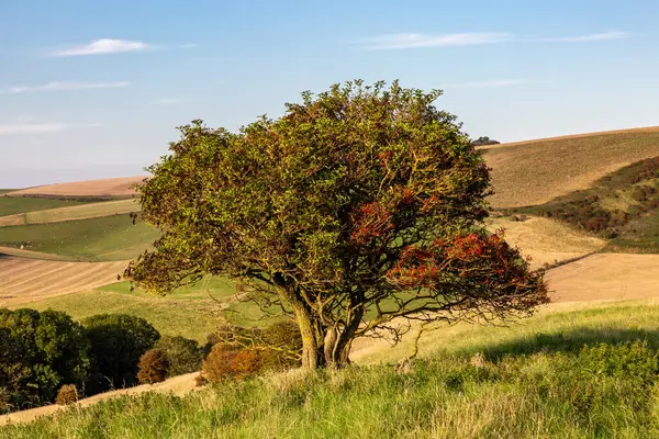 stock image A hawthorn tree in the South Downs on a sunny September evening