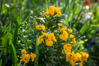 Bahar güneşinde genellikle duvar çiçeği olarak bilinen erysimum cheiri.