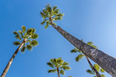 Açık mavi gökyüzüne karşı palmiye ağaçlarının alçak açılı görüntüsü