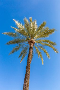 İspanyol güneşinde büyüyen bir palmiye ağacı, açık mavi gökyüzü