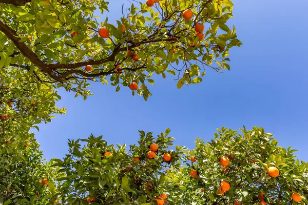 Seville oranges growing in the sunshine, with a blue sky overhead