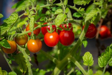 Yazın sonlarında olgunlaşmış meyveleri toplamaya hazır bir domates bitkisinin yakın çekimi.