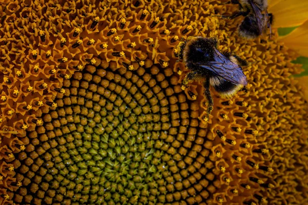 Крупный План Пчелы Подсолнухе Летом — стоковое фото