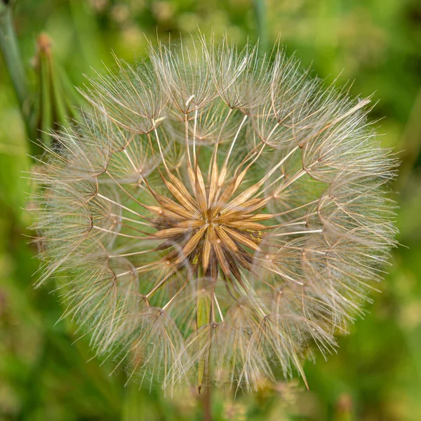 Close Dandelion Seeds Shallow Depth Field — Stock Photo, Image