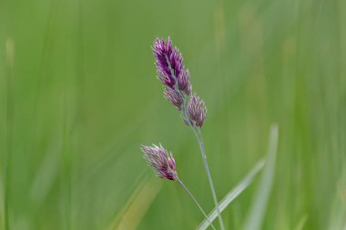 Bir çayır içinde, sığ bir alan derinliğinde, oldukça vahşi bir ot yakın çekim
